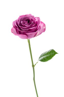 pembe Gül