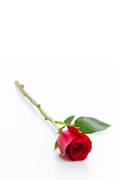 Rote Rose — Stockfoto