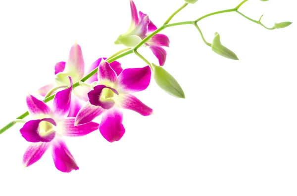 Bunga orchind — Stok Foto