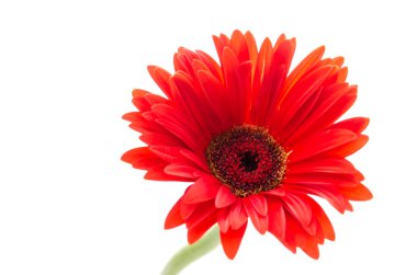 Gerbera