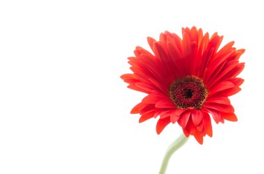 Gerbera