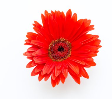 Gerbera