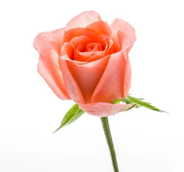 Pink Rose — Stock Photo, Image