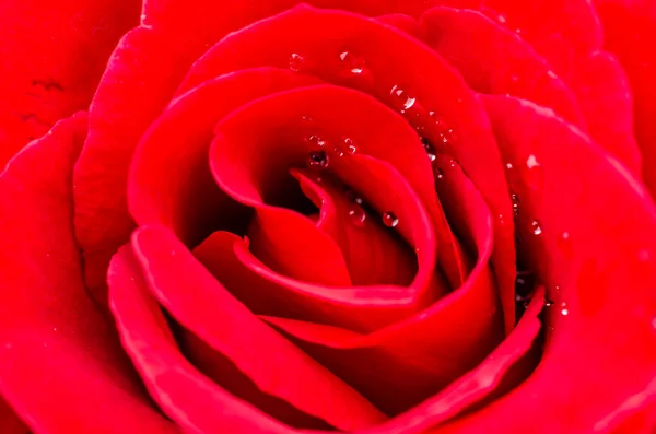 Zbliżenie róża — Zdjęcie stockowe