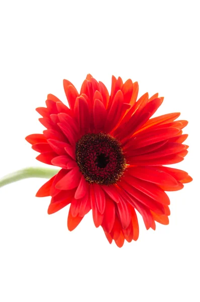 Gerbera — Stok fotoğraf