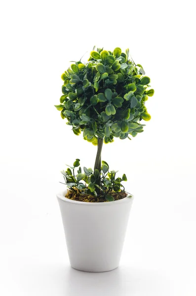 Pot plant — Stock Photo, Image