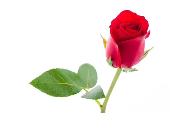 Rote Rose — Stockfoto