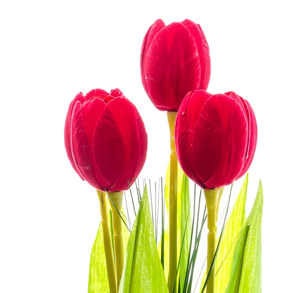 Tulips flower — Stock Photo, Image