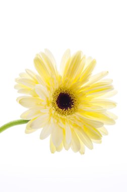 Gerbera