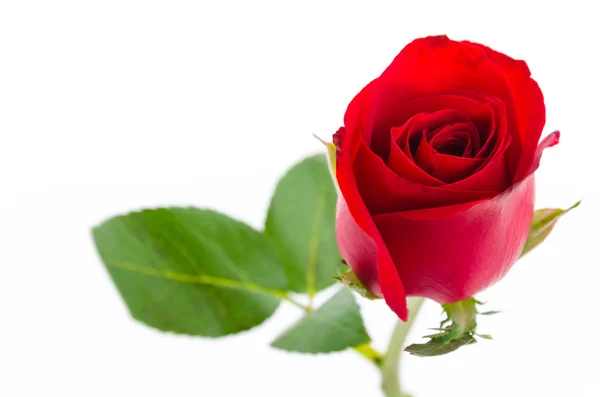 Red rose — Stock Photo, Image