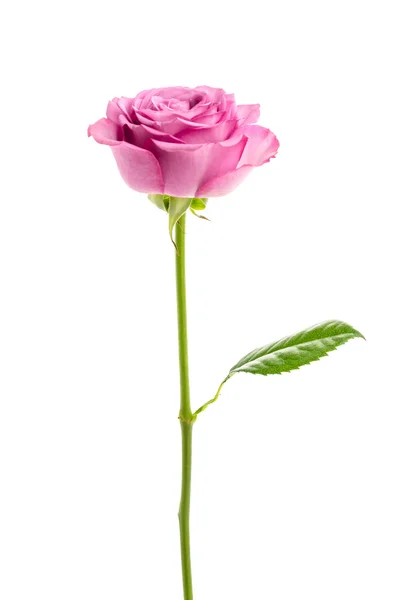 Rosa Ros — Stockfoto