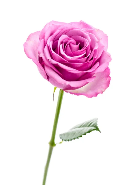 Rosa Ros — Stockfoto