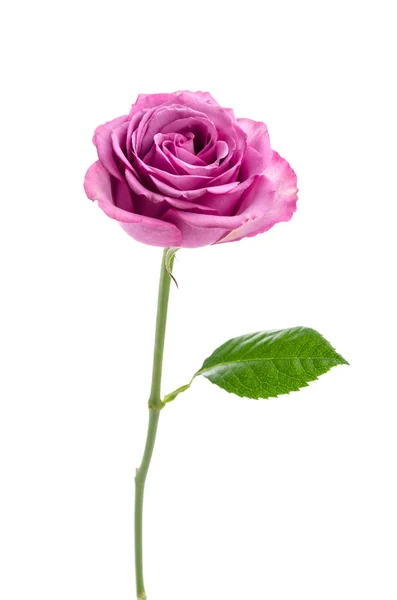 Rosa Ros — Stockfoto