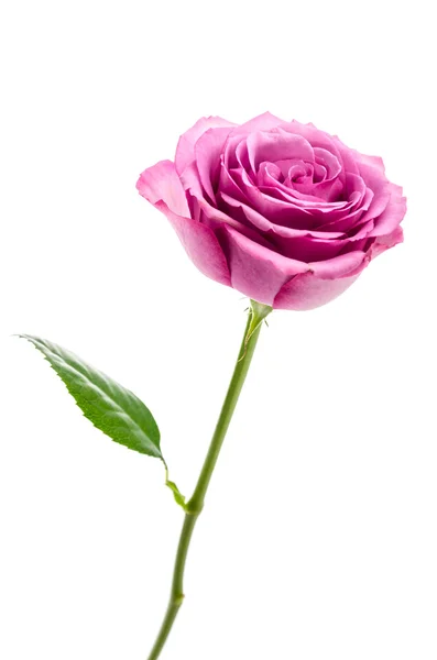 Pink rose — Stock Photo, Image