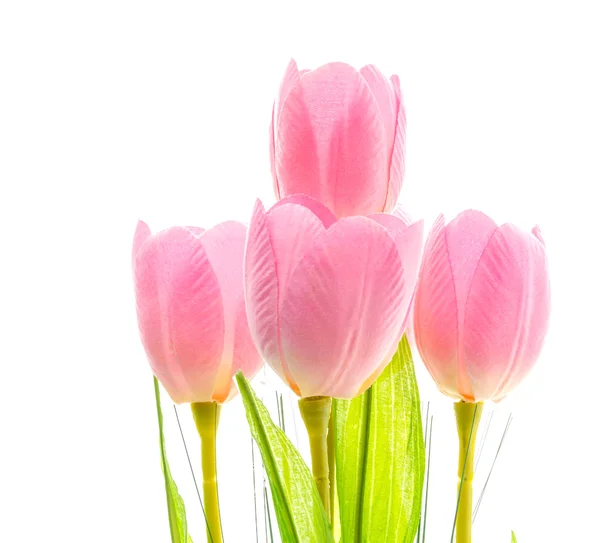 Tulips flower — Stock Photo, Image