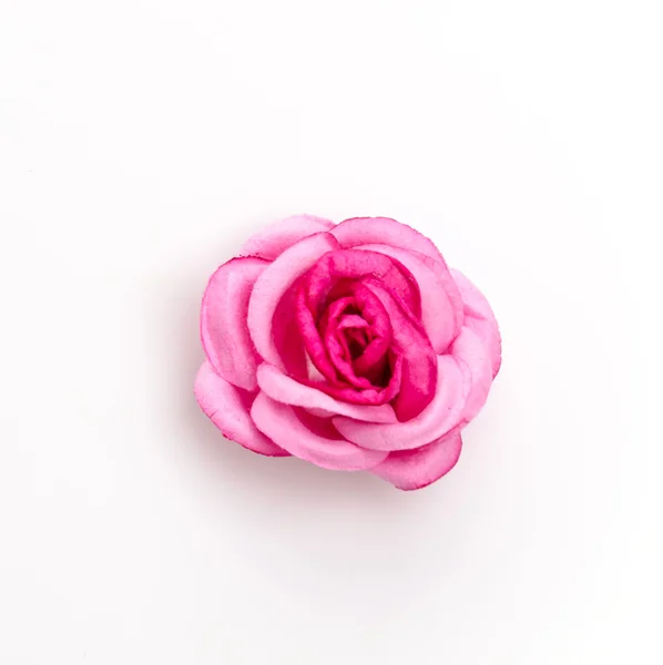 Pink rose isolated on white background — Stock Photo, Image