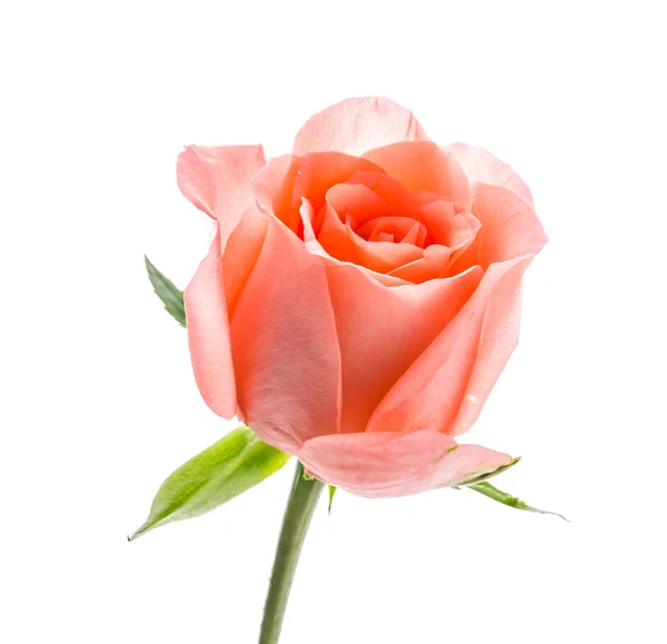 Pink Rose — Stock Photo, Image