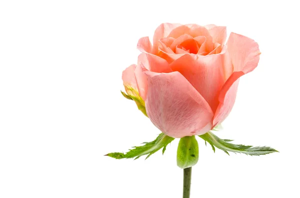 Rosa Ros — Stockfoto