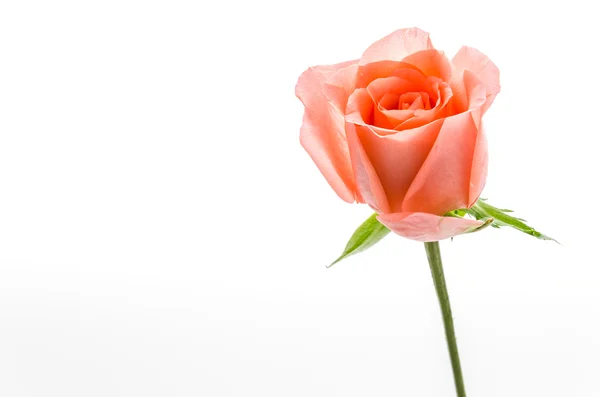 Rosa Ros — Stockfoto