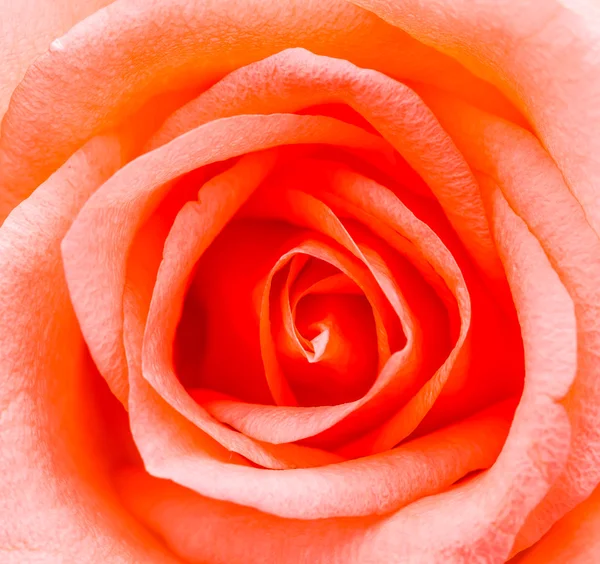 Rosa Ros — Stockfoto