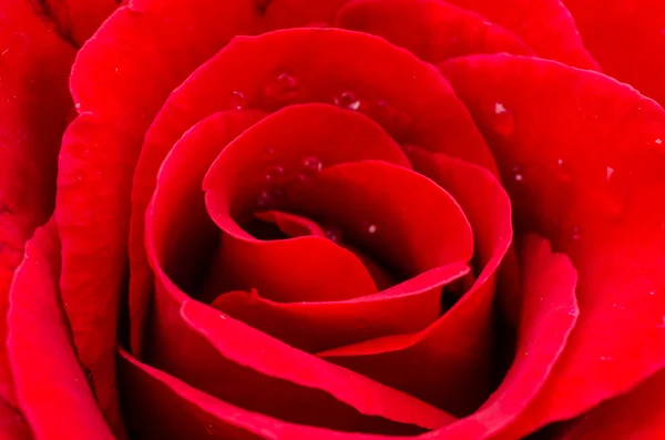 Červená růže — Stock fotografie