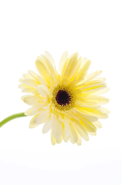 Flor de gerbera — Fotografia de Stock