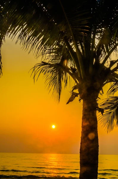 Pôr do sol da palma da silhueta — Fotografia de Stock