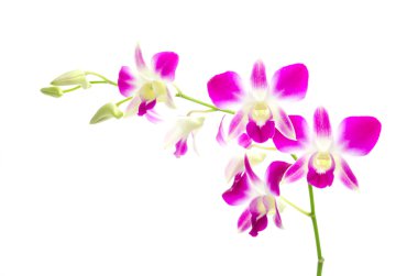 Mor orkide çiçekler