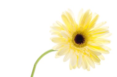 Gerbera