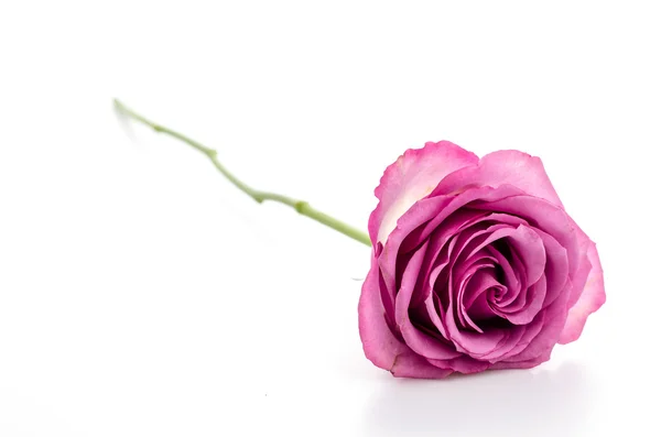 Pink rose isolated on white — Stock Photo, Image