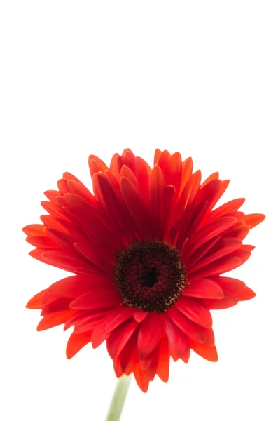 Gerbera — Stok fotoğraf