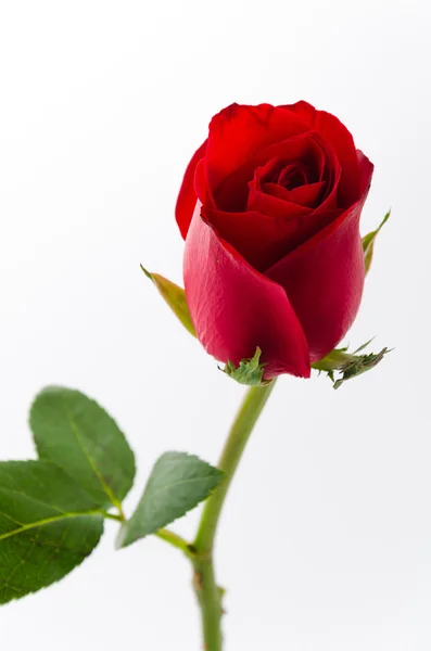 Red rose Stock Photo