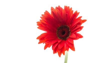 Gerbera