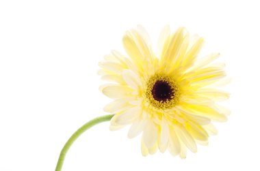 Gerbera