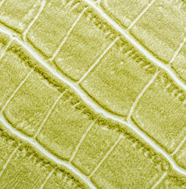 yeşil deri dokusu arkaplanı