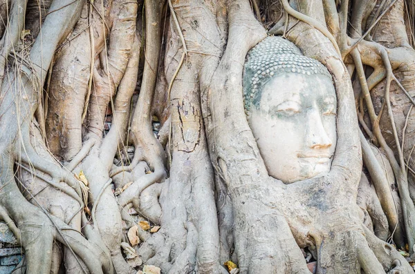 Buda baş heykeli altında kök ağaç ayutthaya, Tayland — Stok fotoğraf