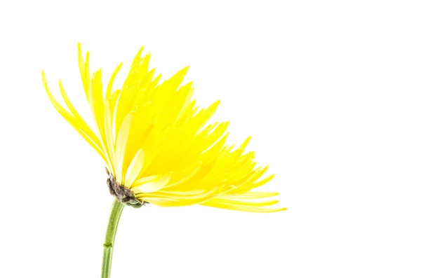 Żółty kwiat izolowany na białym tle — Zdjęcie stockowe