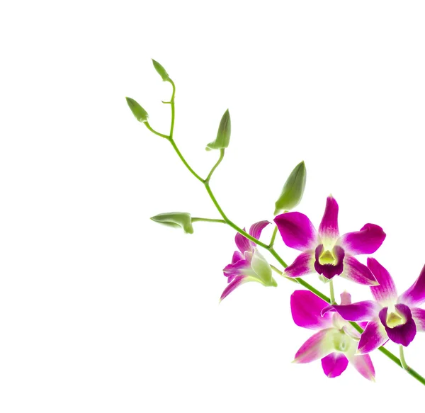 Orchid — Stock Photo, Image