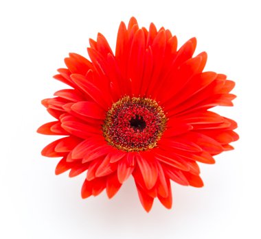 Gerbera