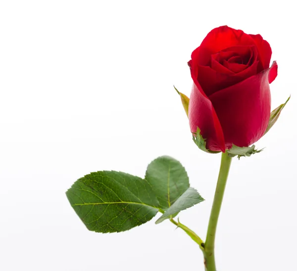 Rote Rose — Stockfoto