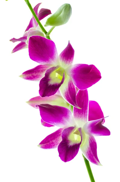 Orchidee — Stockfoto