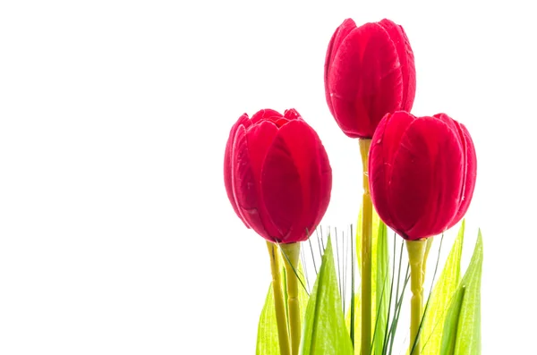 Tulips flower — Stock Photo, Image