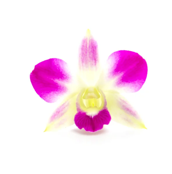 Orchidée pourpre — Photo