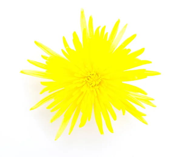 Fiore giallo — Foto Stock