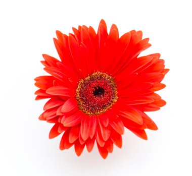 Gerbera