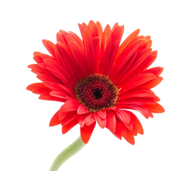 Gerbera — Stok fotoğraf