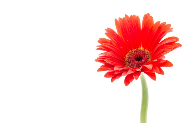 Gerbera — Stok fotoğraf