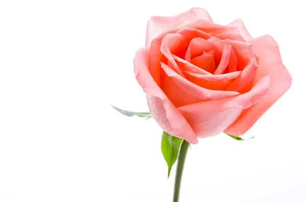 Rose — Stock Photo, Image