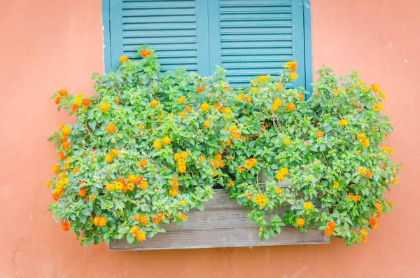 Flower vase decoration — Stock Photo, Image