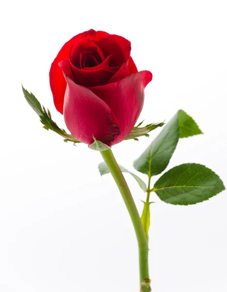 Rote Rose — Stockfoto